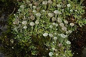 Cup lichen in the alps