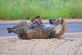 Spotted hyena on his back to scratch PN Kruger RSA 
