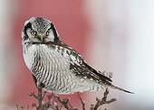 Northern Hawk Owl on a branch