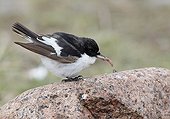 Pied flycatcher on a stone with a worm in the beak Finland