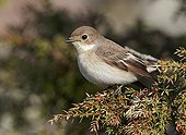Pied flycatcher on a branch Finland