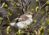 Pied flycatcher on a branch Finland