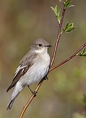Pied flycatcher on a branch Finland