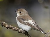 Pied flycatcher on a branch Finland
