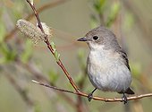 Pied flycatcher on a branch Finland