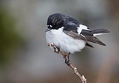 Pied flycatcher male on a branch Finland