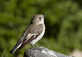 Pied flycatcher on a rock Finland