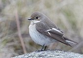 Pied flycatcher on a rock Finland