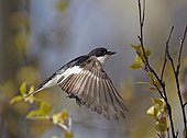 Pied flycatcher flying Finland