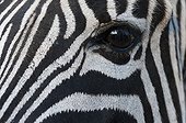 Eye of Common Zebra in South Africa
