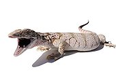 Desert Monitor on white background