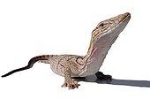 Desert Monitor on white background