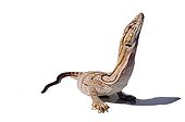 Desert Monitor on white background