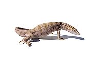 Desert Monitor on white background