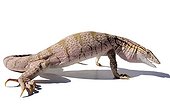 Desert Monitor on white background