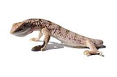 Desert Monitor on white background