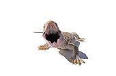 Desert Monitor with his mouth open on white background