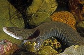 Mudpuppy on peebles