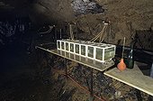 Breeding Proteus Underground Laboratory Moullis France