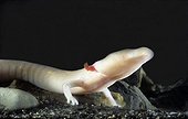 Olm Underground Laboratory Moullis France
