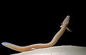 Olm Underground Laboratory Moullis France
