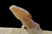 Olm Underground Laboratory Moullis France