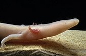 Olm Underground Laboratory Moullis France