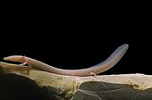 Olm Underground Laboratory Moullis France