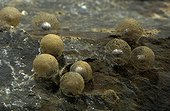 Olm eggs Underground Laboratory Moullis France