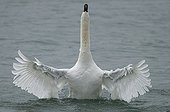 Swan male taking bath on Neuchatel Lake Switzerland 