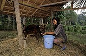 Woman feeding a Visayan Spotted Deer Philippines ; Character: Pr. Lastimosa 