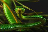 Portrait of White-lipped Tree Viper