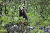 Female Brown bear bothered by human presence Norway ; Female protecting her cubs. 