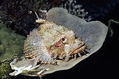 Tassled Scorpionfish on Hard Coral Solomon Islands
