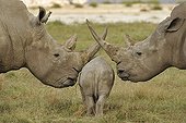 Young White Rhinoceros between its parents Lake Nakuru NP