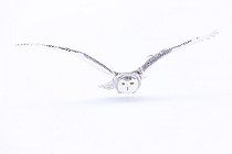 Snowy Owl in flight over a field of snow Scandinavia