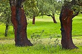 Cork oak Monfrague NP Spain