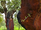 Cork oak Monfrague NP Spain