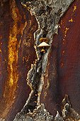 Cork oak bark Monfrague NP Spain