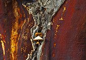 Cork oak bark Monfrague NP Spain