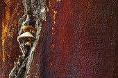 Cork oak bark Monfrague NP Spain