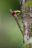 Barred flying Dragon male showing its neck lappet ; Male displaying throat fan and neck lappet to rival male.