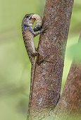 Garden fence Lizard feeding on large insecte larvae Thailand