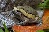 Asian painted Bullfrog in rainforest  Krabi Thailand