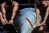 Fishermen landing giant Bluefin tuna off Italie ; Ancestral fishing of the tuna in the Mediterranean Sea, the "mattanza" is always practised on some islands of Italy. Endowed with a unique and spectacular character, this fishing consists in capturing the tunas of the Atlantic Ocean on the trajectory leading to their reproduction. To intercept them, the men install offshore the "tonnara", a labyrinth of nets. Once, trapped, the fishermen surround the tunas of their boats and proceed to their killing. The mattanza, almost disappeared from the Mediterranean Basin.