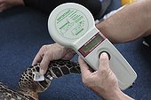 Hawksbill Sea Turtle with tags Juno Beach Florida USA ; Hawksbill Sea Turtle. Larry Wood, sea turtle biologist and Curator of the Loggerhead Marinelife Center of Juno Beach, using a PIT (passive integrated transponder) scanner to read a microchip embedded in the turtle's muscle tissue. This tagging device helps scientists make a positive identification. Similar microchips are used in pets, even people