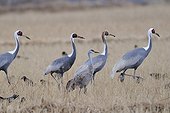 White-naped cranes and Sandhill crane in a field Japan