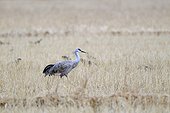 Sandhill crane in a field Japan