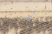 Sparrows flying around a Sandhill crane in a field Japan