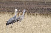 Hooded crane and Sandhill crane in a field Japan